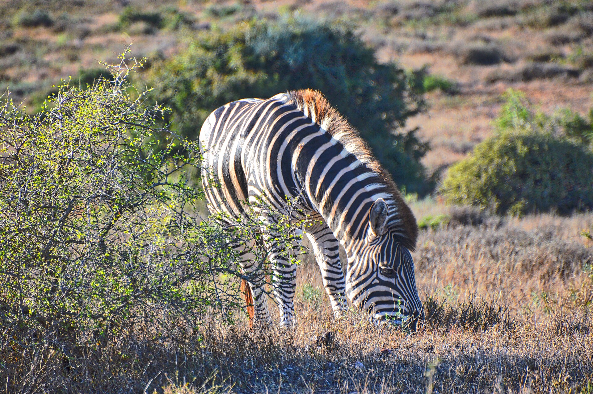 Albatros’ originale Wildlife Safari i Kruger 